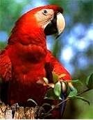 costa rica scarlet macaw conservation volunteering, costa rica green macaw conservation volunteering.